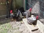Chabo haantjes, Dieren en Toebehoren, Pluimvee, Mannelijk, Kip