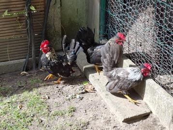 Chabo haantjes beschikbaar voor biedingen