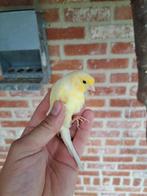 Kanaries 2024 Geel + duitse kuif, Dieren en Toebehoren, Vogels | Kanaries, Mannelijk, Zangkanarie