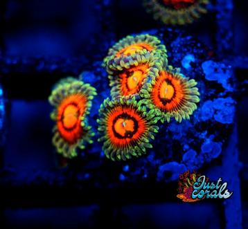 "Rainbow incinerator zoanthus" koralen zeeaquarium  beschikbaar voor biedingen