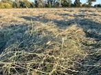 Voordroog hooi paarden, Dieren en Toebehoren, Paarden