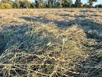 Voordroog hooi paarden beschikbaar voor biedingen