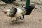 Watermaalse baardkriel, Dieren en Toebehoren