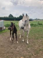 Recreatie, fokmerrie, Dieren en Toebehoren, Paarden, Merrie, Springpaard, L, 11 jaar of ouder