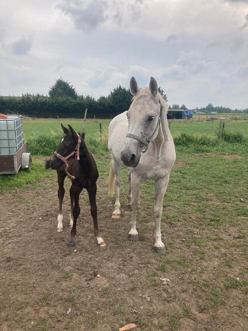 Recreatie, fokmerrie, Dieren en Toebehoren, Paarden, Merrie, L, 165 tot 170 cm, 11 jaar of ouder, Springpaard, Met stamboom, Gechipt