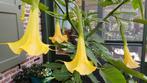 Brugmansia Geel, Oranje, Roze, Dubbel Oranje, Tuin en Terras, Volle zon, Eenjarig, Zomer, Ophalen