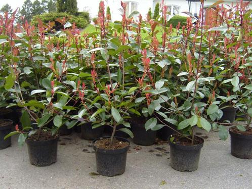 Haie de Photinia, Jardin & Terrasse, Plantes | Arbustes & Haies, Haie, Enlèvement