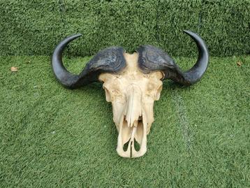 Kaffer buffel schedel, Enlèvement, Utilisé, Crâne