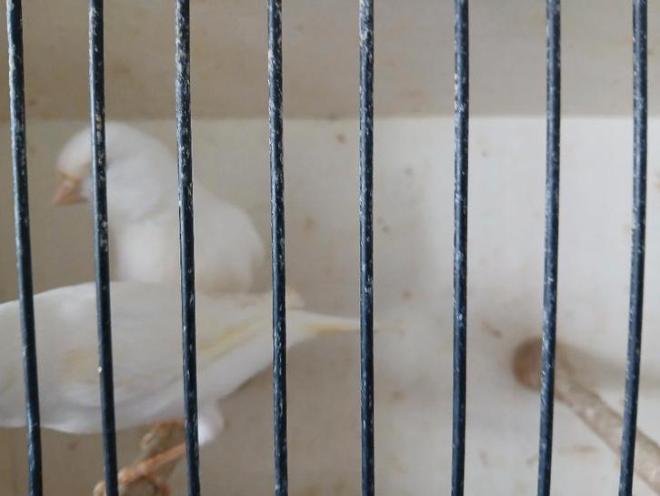 Koppel wit recessief kanaries, Animaux & Accessoires, Oiseaux | Canaris, Canari de couleur, Plusieurs animaux