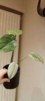 monstera mint, Ophalen