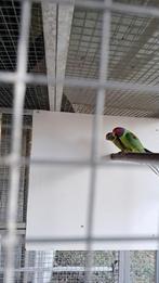 Grote kooi met koppel pruimkoppen, Dieren en Toebehoren, Vogels | Parkieten en Papegaaien, Geringd