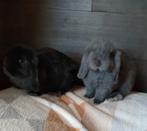 Minilop konijntjes raszuiver., Dieren en Toebehoren, Konijnen, Meerdere dieren, Dwerg, Hangoor, 0 tot 2 jaar