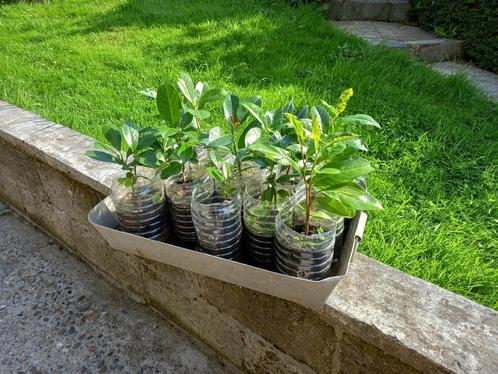 Lauriers en pot (13) - Ideal pour une haie, Tuin en Terras, Planten | Struiken en Hagen, Haag, Laurier, Minder dan 100 cm, Ophalen