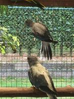 Splendid en turquoisine, Dieren en Toebehoren, Meerdere dieren, Parkiet, Geringd