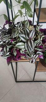 Tradescantia, vaderplant, Ophalen