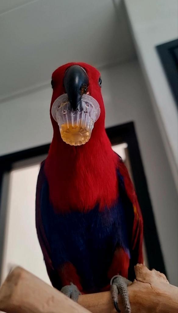 Super mooie lieve edelpapegaai, Dieren en Toebehoren, Vogels | Parkieten en Papegaaien, Papegaai, Vrouwelijk, Pratend, Tam, Geringd