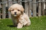 Prachtige maltipoo pups (+/- 5kg), België, Overige rassen, CDV (hondenziekte), 8 tot 15 weken