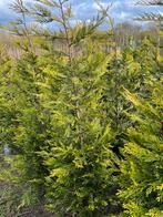 Cup leylandii castlewellan gold, Tuin en Terras, Ophalen of Verzenden, Haag