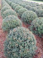 Osmanthus Bolvorm, Ophalen, Taxus