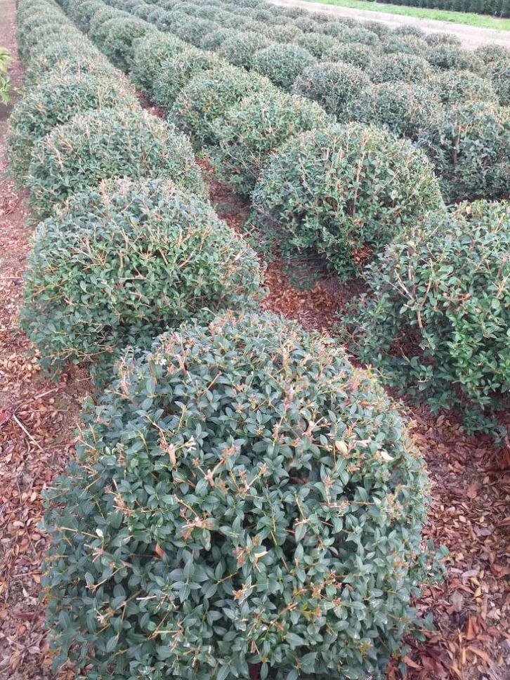 Osmanthus Bolvorm, Tuin en Terras, Planten | Struiken en Hagen, Taxus, Ophalen