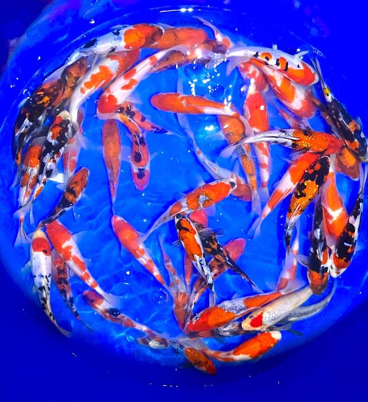 Tosai japonais de bonne qualité 16-20cm, Animaux & Accessoires, Poissons | Poissons d'étang, Carpe ou Koï