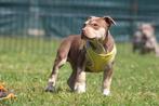American Bully pups Abkc goed opgevoed, België, Overige rassen, CDV (hondenziekte), 8 tot 15 weken
