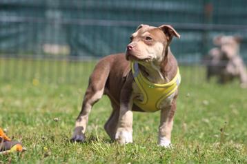 American Bully pups Abkc goed opgevoed beschikbaar voor biedingen