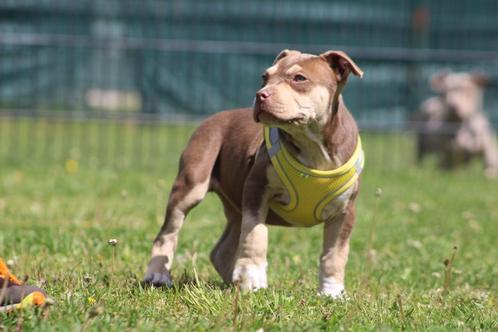 American Bully pups Abkc goed opgevoed, Dieren en Toebehoren, Honden | Bulldogs, Pinschers en Molossers, Meerdere dieren, Overige rassen