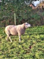 rammen te koop, Dieren en Toebehoren, Schapen, Geiten en Varkens, Mannelijk, Schaap