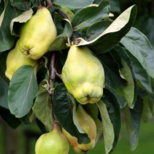 KWEEPEER STRUIKEN ( Cydonia Oblonga ), oa "Champion", Tuin en Terras, Planten | Tuinplanten, Vaste plant, Fruitplanten, Volle zon