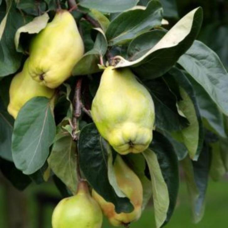 KWEEPEER STRUIKEN ( Cydonia Oblonga ), oa "Champion", Tuin en Terras, Planten | Tuinplanten, Vaste plant, Fruitplanten, Volle zon