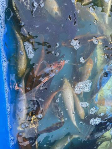 Japanse koi eigen kweek, 10-15cm beschikbaar voor biedingen