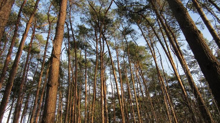 TE KOOP BOSGROND, Immo, Terrains & Terrains à bâtir, 1500 m² ou plus, Ventes sans courtier