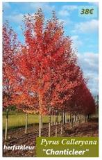 Zeer mooie SIER-PERELAARS "CHANTICLEER", hoogstam 38€/st., Tuin en Terras, Ophalen, Lente, Overige soorten, 250 tot 400 cm