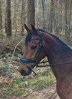 merrie Yama, Animaux & Accessoires, Chevaux, Jument