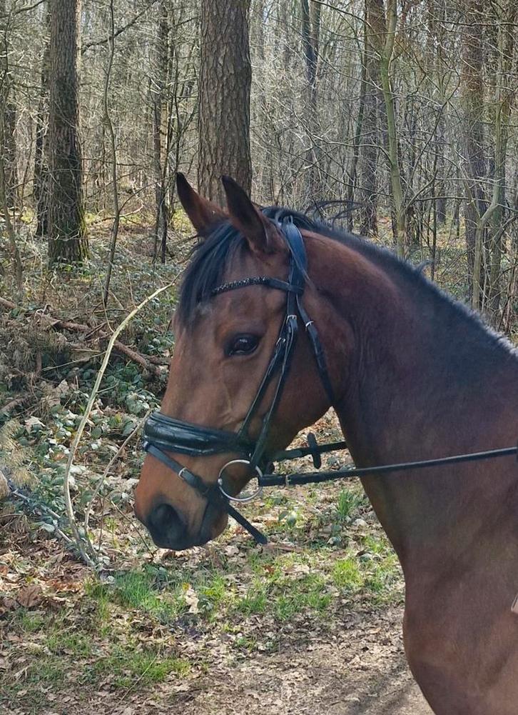 merrie Yama, Animaux & Accessoires, Chevaux, Jument