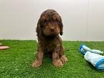 Nestje Cockapoo pups, Dieren en Toebehoren, Honden | Chihuahua's en Gezelschapshonden, België, Overige rassen, CDV (hondenziekte)