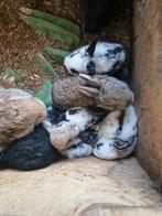 Konijnen, Dieren en Toebehoren, Pluimvee