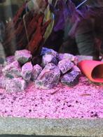 Groepje van min. 10 endlers, Dieren en Toebehoren, Vis, Zoetwatervis, Schoolvis