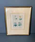 1870 Litho handgekleurd Botanisch, Antiek en Kunst, Ophalen of Verzenden
