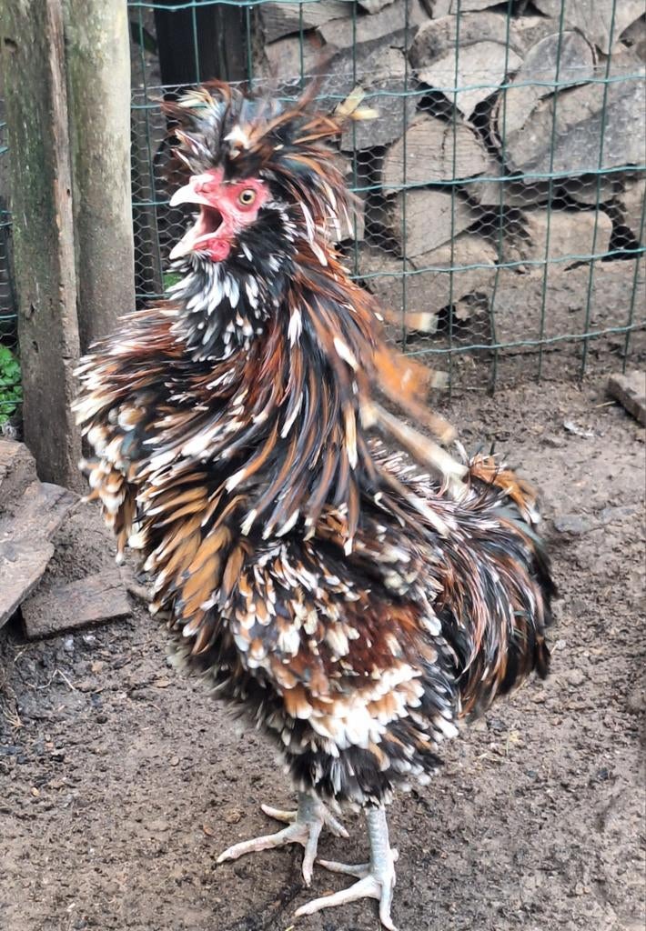 Œufs à éclore de Padoue, Animaux & Accessoires, Volatiles | Accessoires, Neuf, Enlèvement