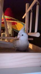 Tam valkparkiet + toebehorende, Dieren en Toebehoren, Ophalen