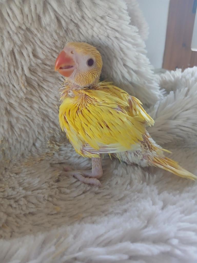 Halsbandparkiet voor hand opfok, Geslacht onbekend, Parkiet, Geringd