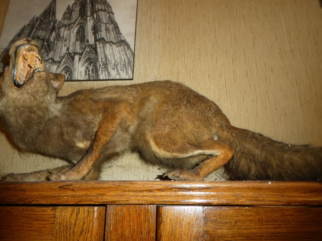 taxidermie opgezette vos, Ophalen, Gebruikt, Overige soorten, Opgezet dier