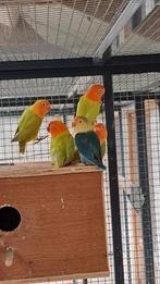 2 top kweekkoppels met DNA !, Dieren en Toebehoren, Meerdere dieren, Dwergpapegaai of Agapornis, Geringd