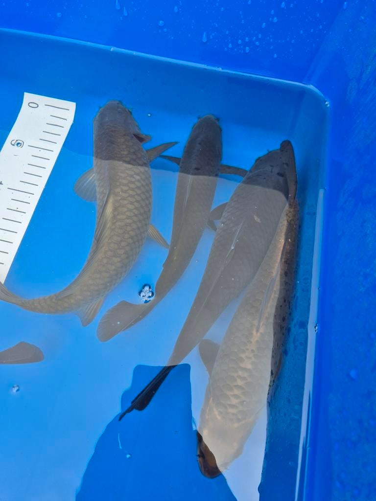 Japanse koi chagoi/ soragoi