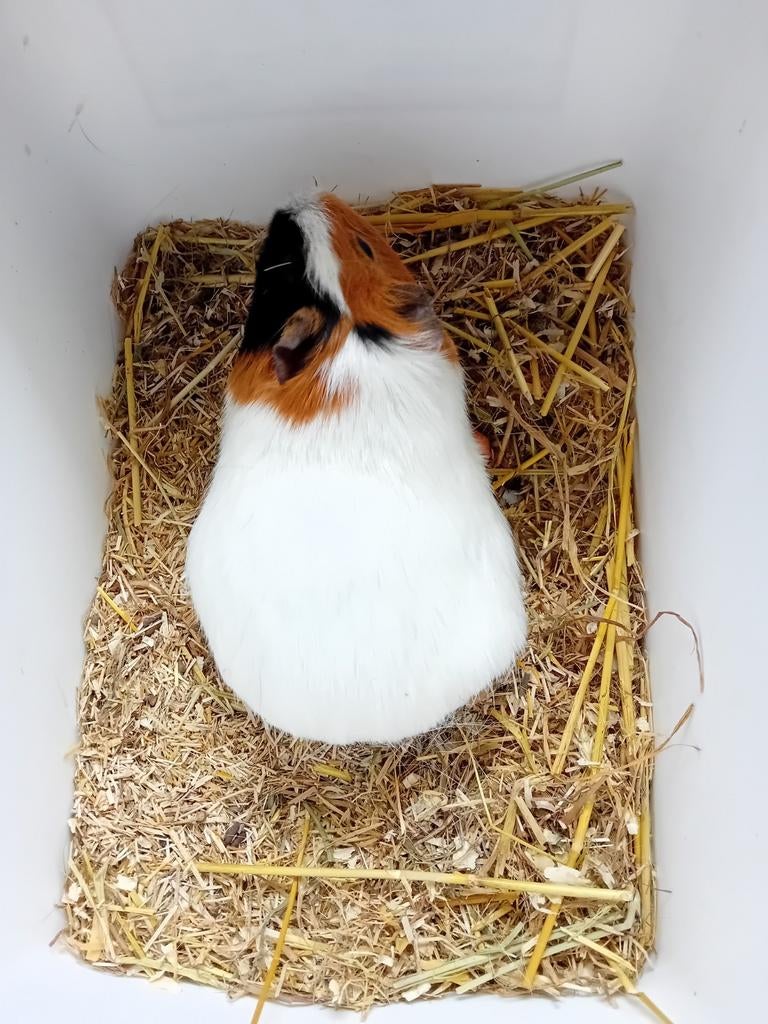 Cavia zeugjes ,beertjes volwassenen, Dieren en Toebehoren, Knaagdieren, Maart, Meerdere dieren, Cavia