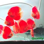 Discus albino red cover white rim en red melon, Dieren en Toebehoren, Vis, Zoetwatervis, Schoolvis