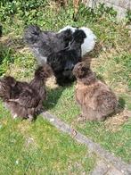 Jonge zijdehoenen,  verschillende kleuren en leeftijden, Dieren en Toebehoren, Pluimvee, Kip