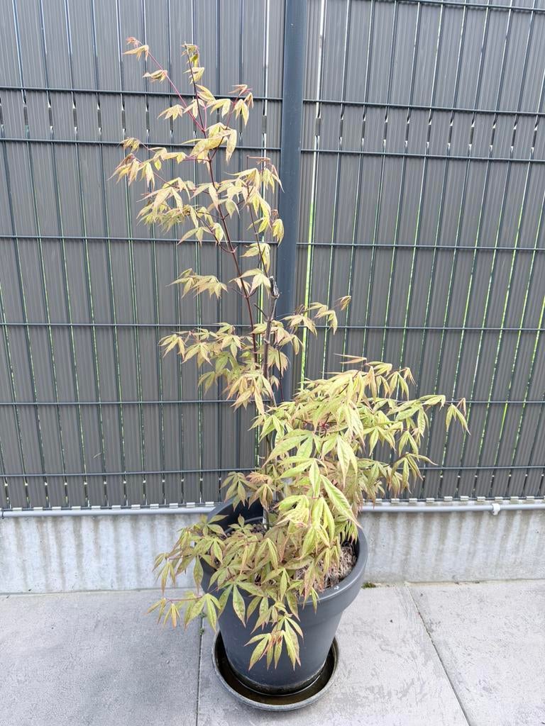 Érable (acer), Enlèvement